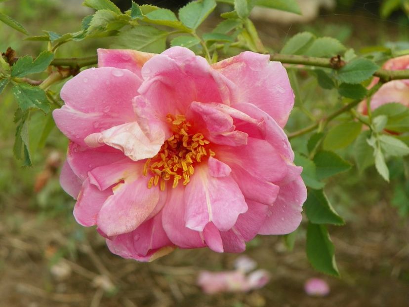 Fruhlingsduft - Trandafiri 2019 1