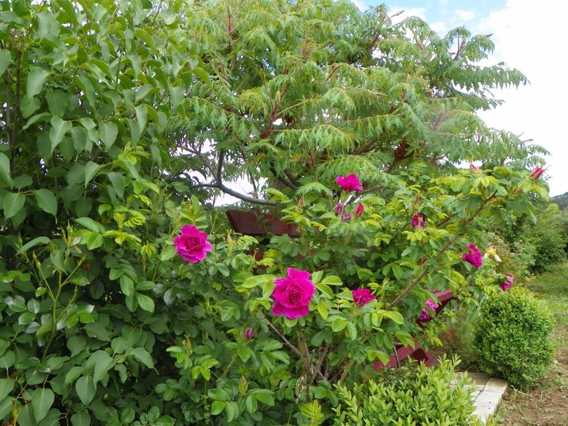 Hansa - Trandafiri 2019 1