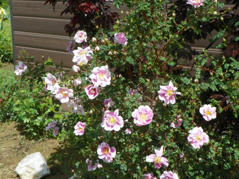 Burnet Irish Marbled - Trandafiri 2019 1