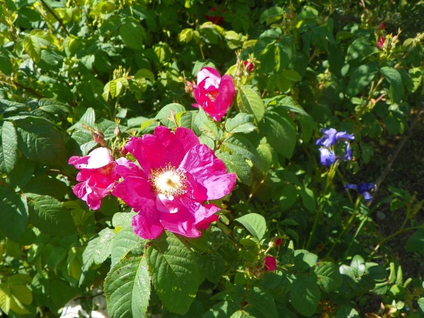 Splendens - Trandafiri 2019 1