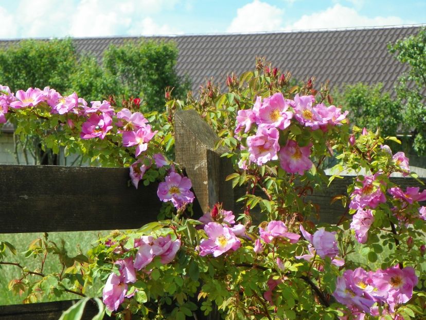 Marguerite Hilling - Trandafiri 2019 1
