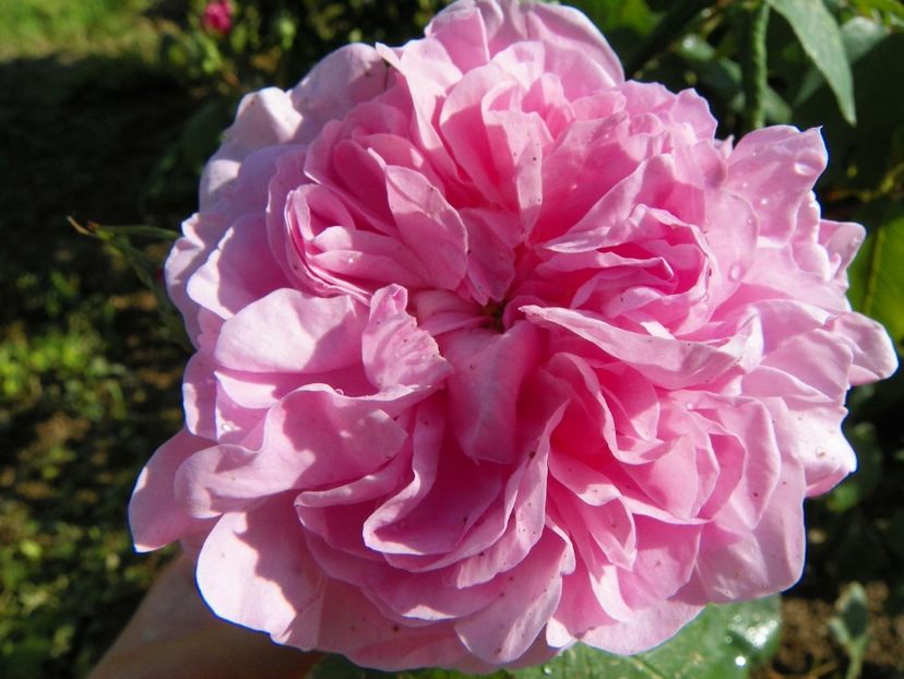 Fantin Latour - Trandafiri 2019 1