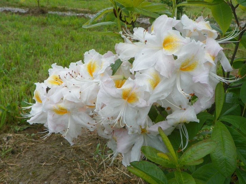 azalea Schneegold - Dobarland 2019 2