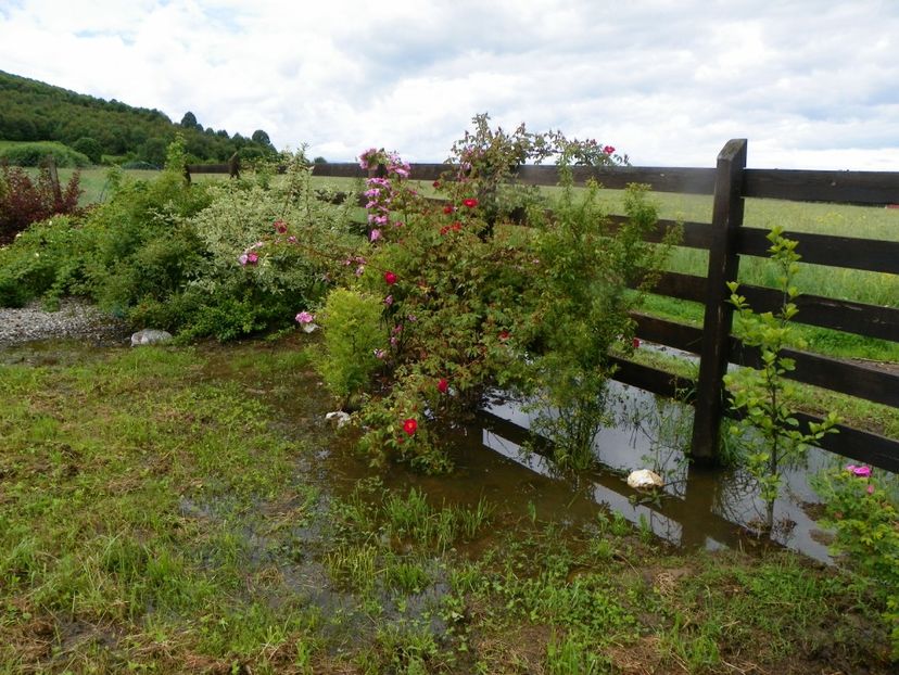 toata gradina e o mlastina - Dobarland 2019 2