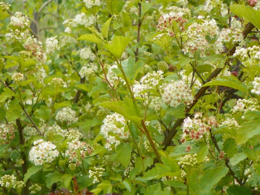 physocarpus Diabolo 2 in 1 - Dobarland 2019 2