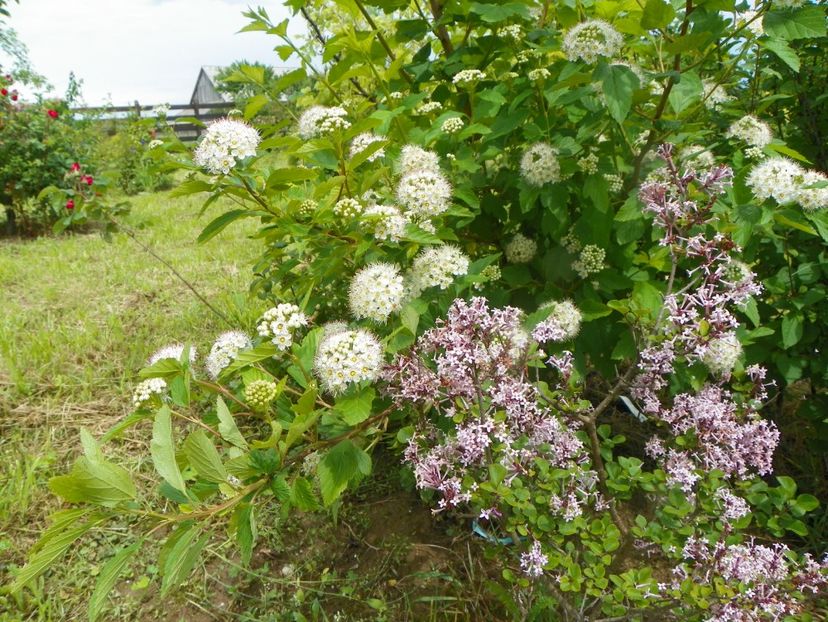 physocarpus Luteus si syringa Palibin - Dobarland 2019 2