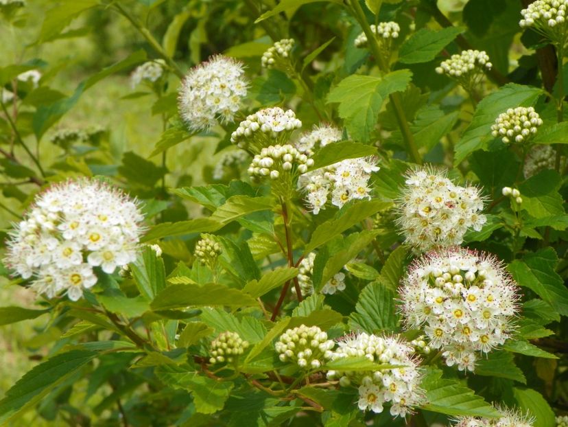 physocarpus Luteus - Dobarland 2019 2