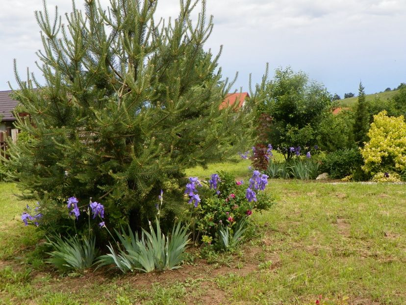 iris pallida - Dobarland 2019 2