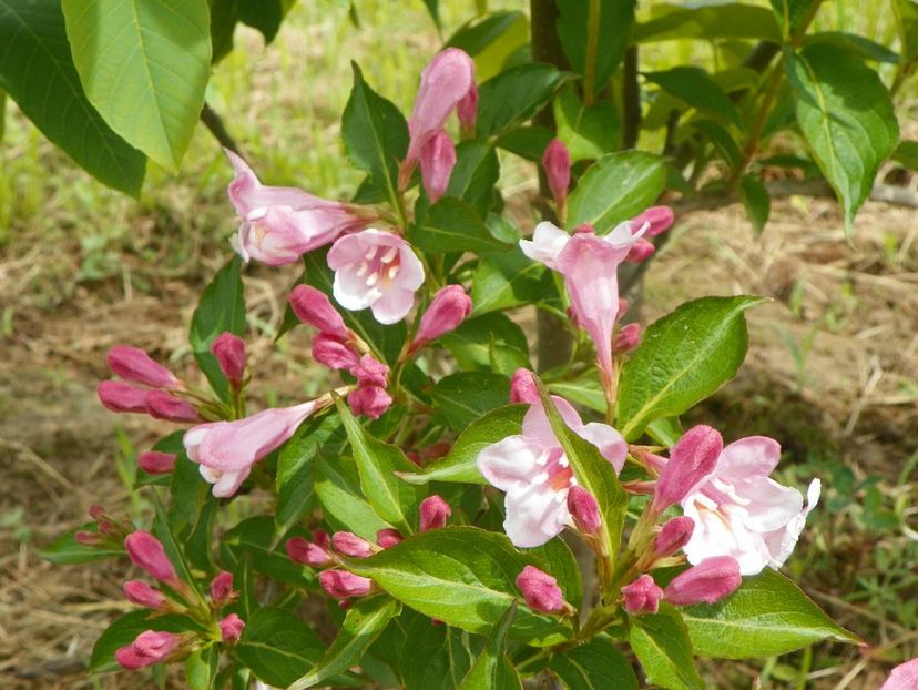 weigela florida - Dobarland 2019 2
