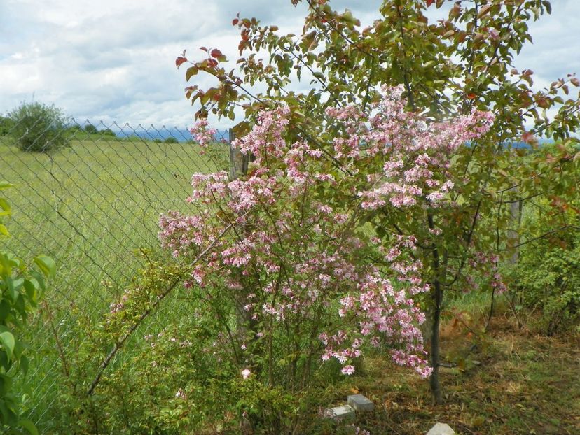 Kolkwitzia amabilis Pink Cloud - Dobarland 2019 2