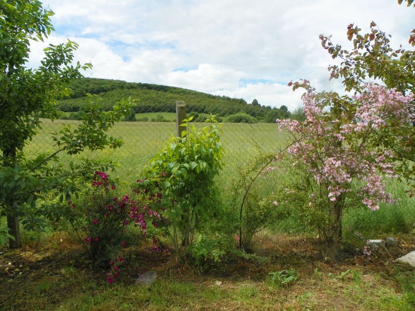 William III si Kolkwitzia Pink Cloud - Dobarland 2019 2