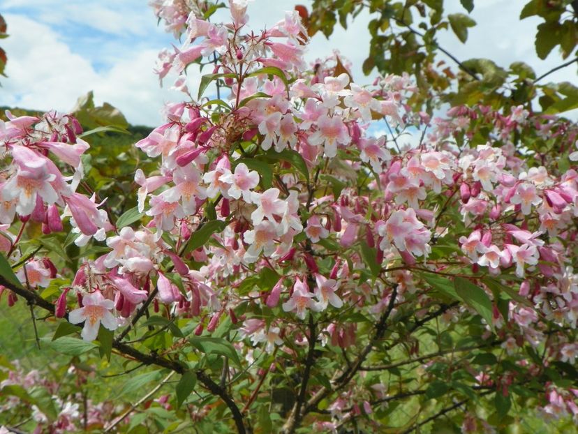 Kolkwitzia amabilis Pink Cloud - Dobarland 2019 2