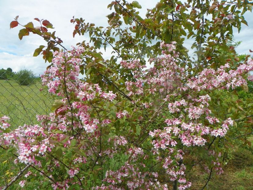 Kolkwitzia amabilis Pink Cloud - Dobarland 2019 2