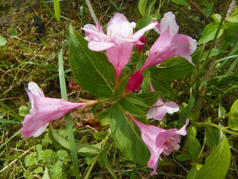 weigela florida - Dobarland 2019 2