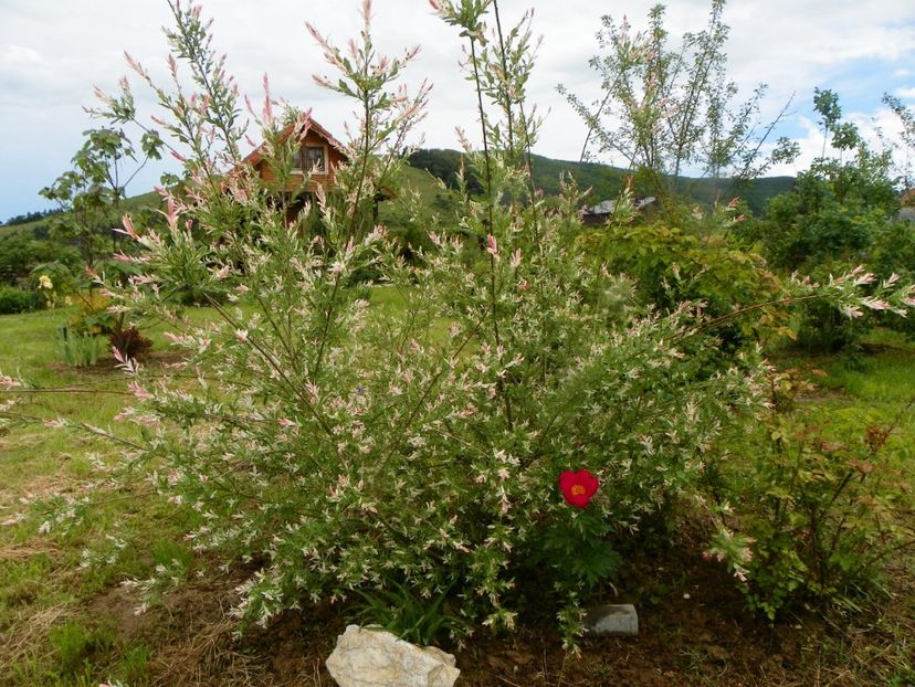 salix Hakuro Nishiki si bujor Scarlet oHara - Dobarland 2019 2