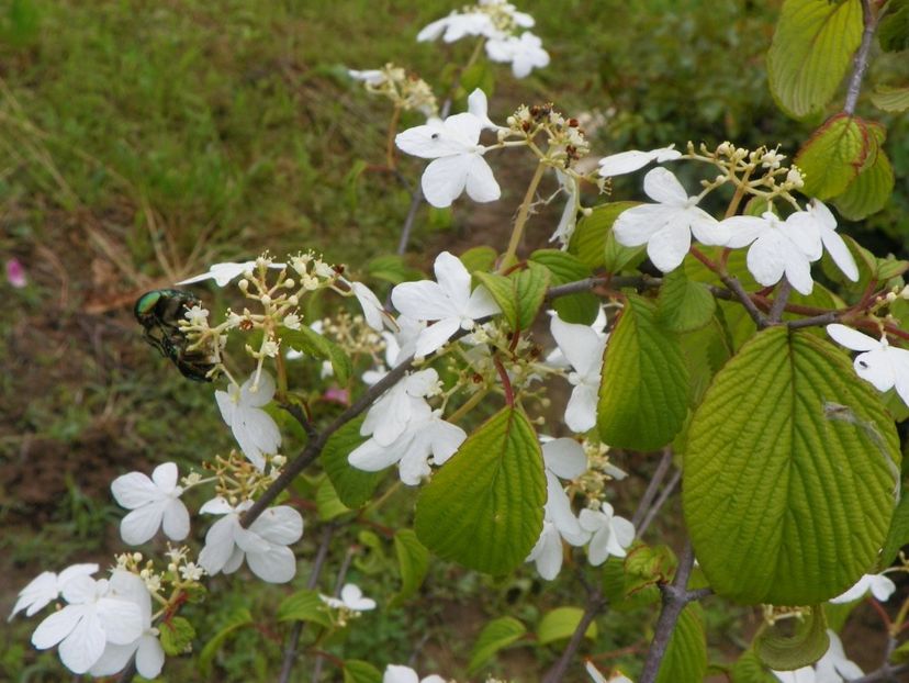 viburnum plicatum Kilimandjaro - Dobarland 2019 2