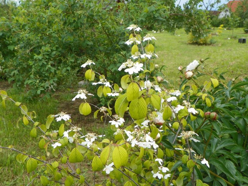 viburnum plicatum Kilimandjaro - Dobarland 2019 2