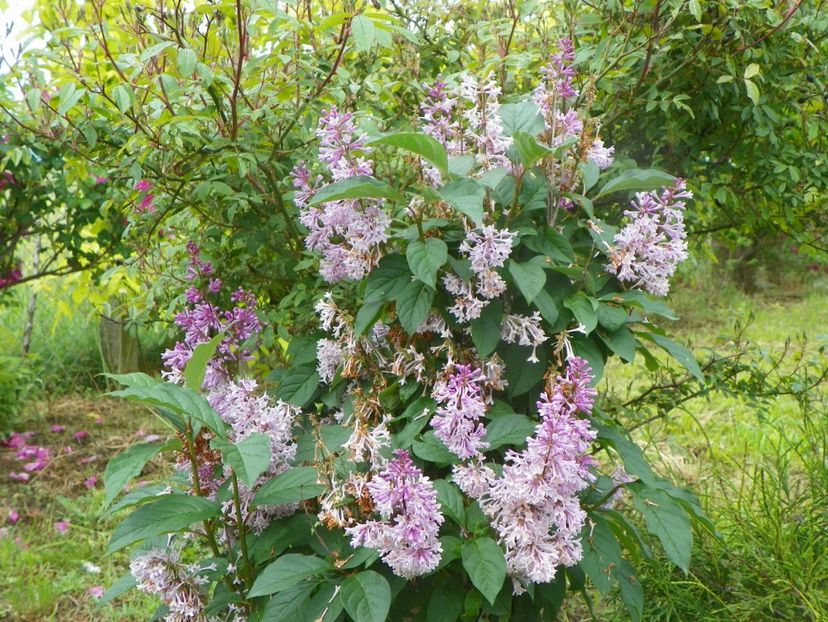 syringa Minuet - Dobarland 2019 2