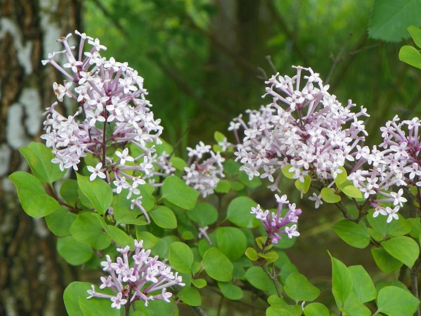 syringa Palibin - Dobarland 2019 2