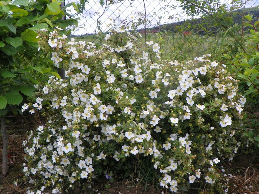 potentilla Abbotswood - Dobarland 2019 2