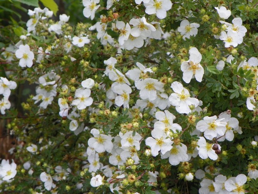 potentilla Abbotswood - Dobarland 2019 2