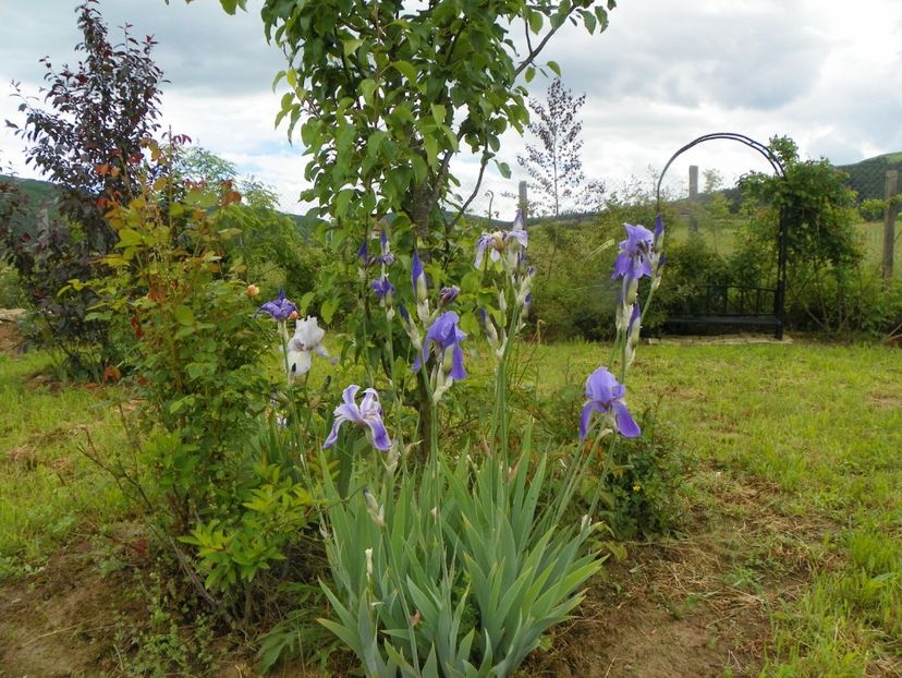 iris pallida si Acoma - Dobarland 2019 2