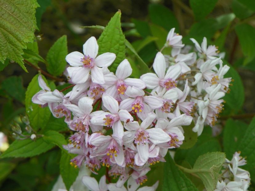 deutzia Mont Rose - Dobarland 2019 2