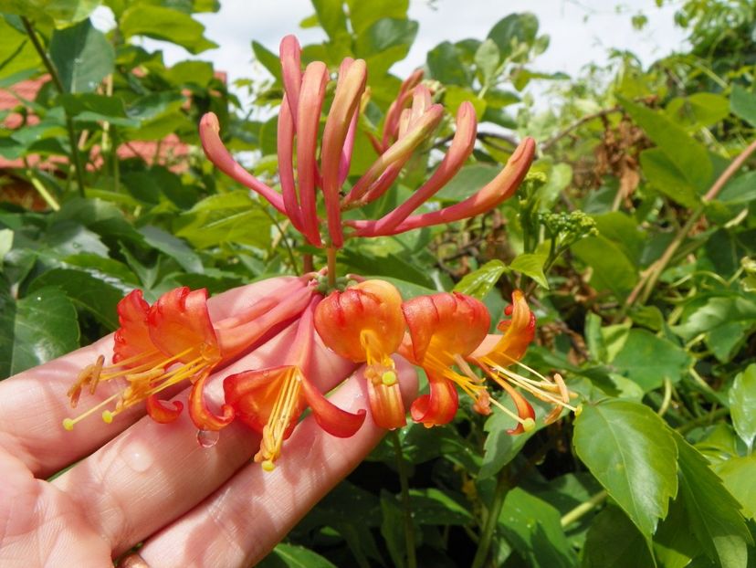 lonicera Dropmore Scarlet - Dobarland 2019 2