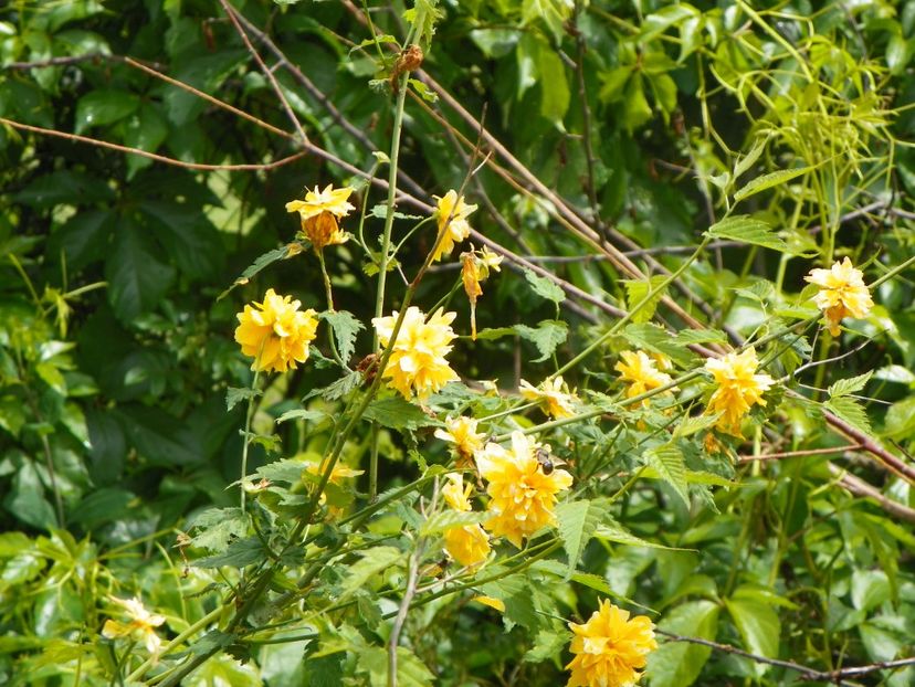 kerria japonica - Dobarland 2019 2