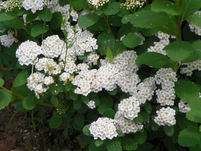 spiraea betulifolia Tor - Dobarland 2019 2