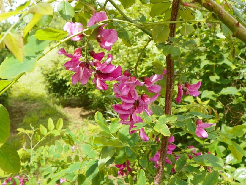 robinia Casque Rouge - Dobarland 2019 2