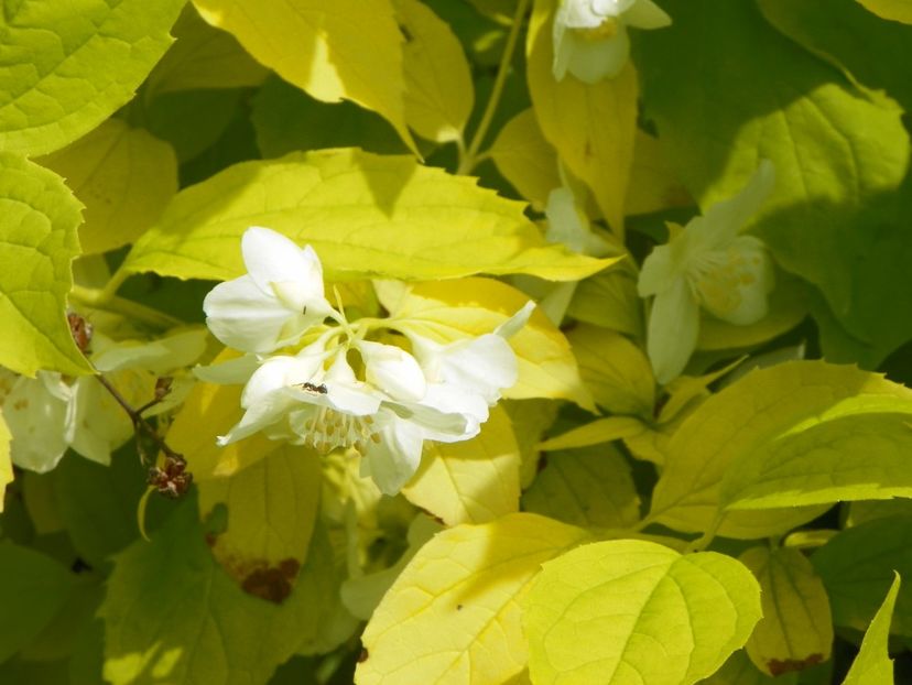 philadelphus Aureus - Dobarland 2019 2