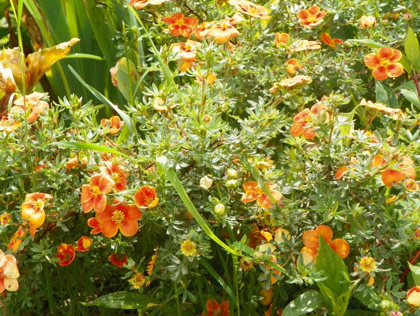 potentilla Mango Tango - Dobarland 2019 2