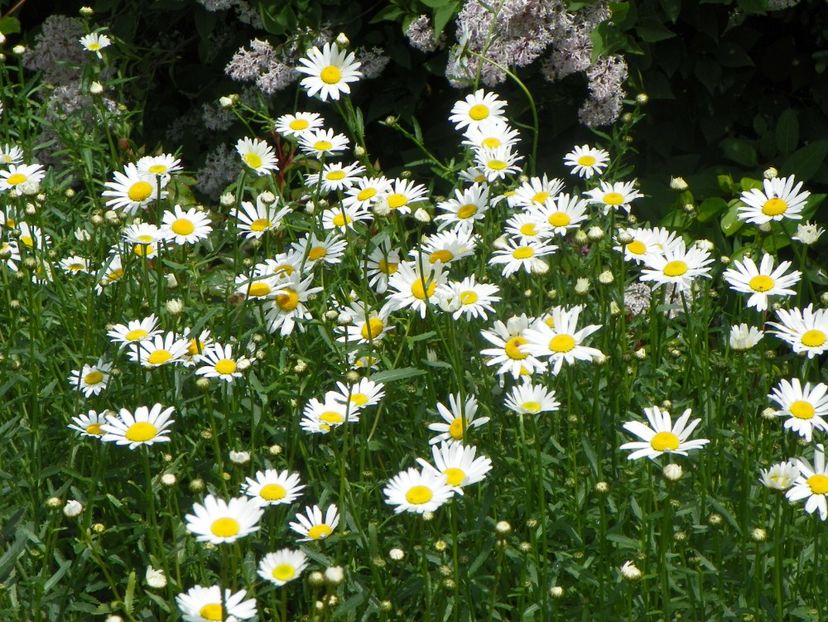 margarete - Dobarland 2019 2