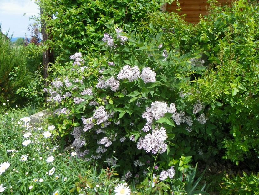 syringa Miss Kim - Dobarland 2019 2