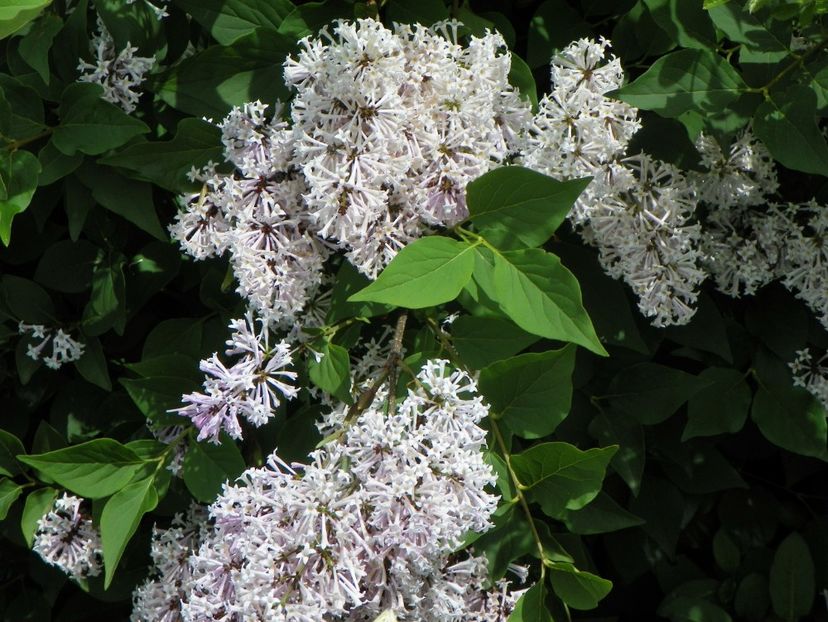 syringa Miss Kim - Dobarland 2019 2