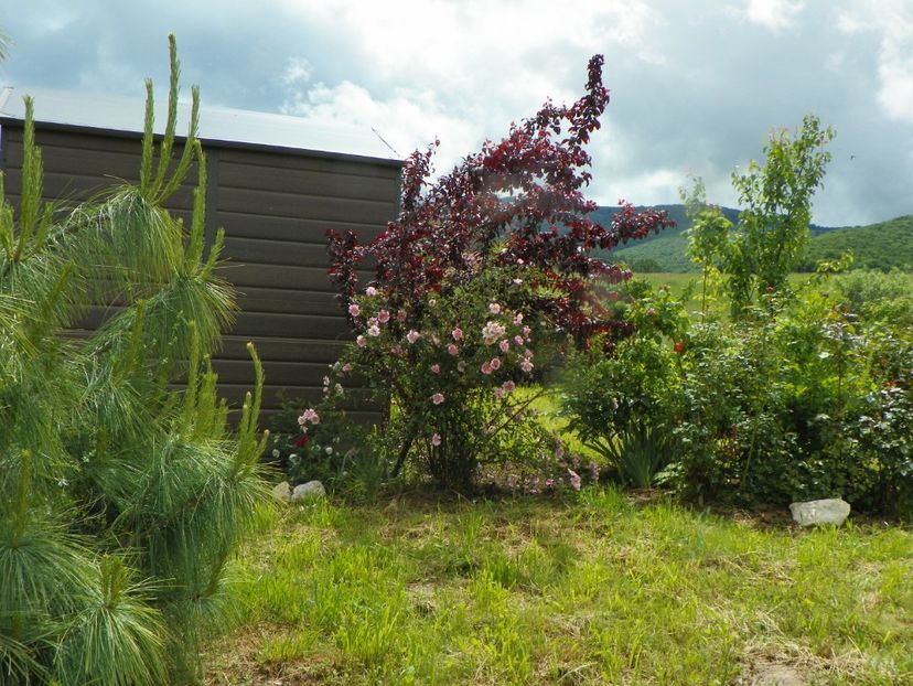 Burnet Irish Marbled si prunus cerasifera Nigra - Dobarland 2019 2