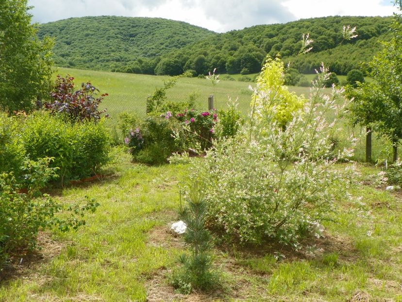 1 iun (176) - Dobarland 2019 2