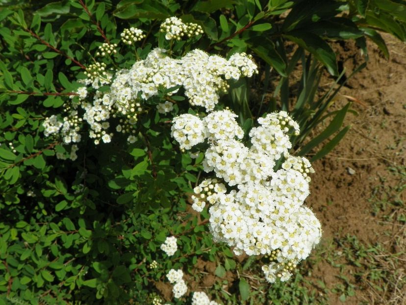 spiraea Halward's Silver - Dobarland 2019 2