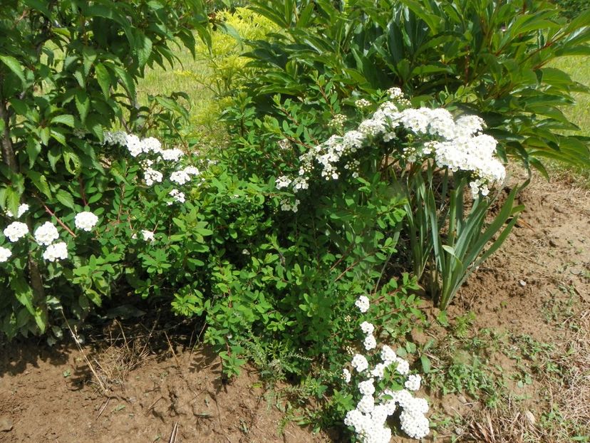 spiraea Halward's Silver - Dobarland 2019 2