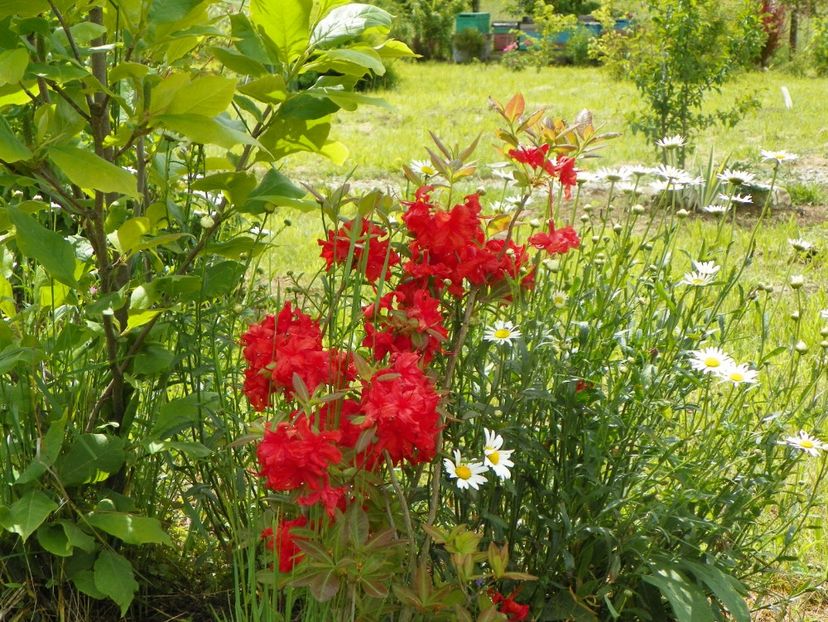 azalea Fireball - Dobarland 2019 2