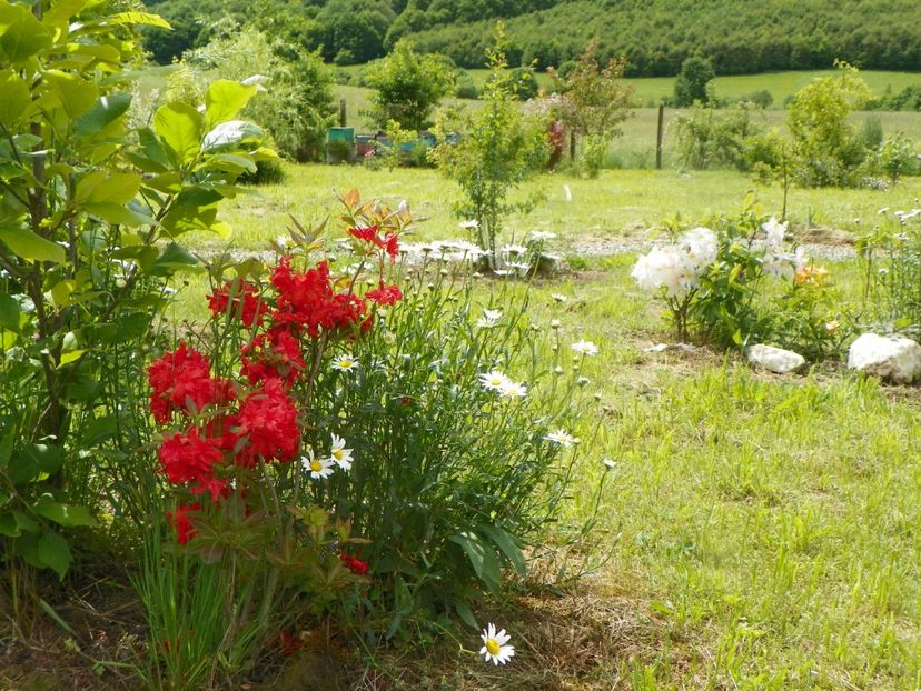 azalea Fireball - Dobarland 2019 2