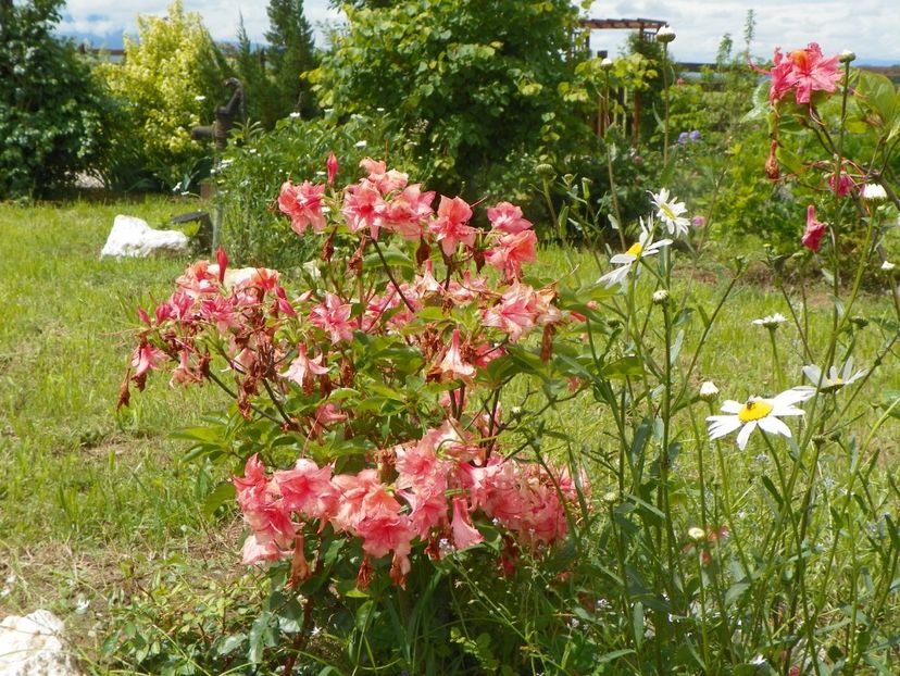 azalea Corneille - Dobarland 2019 2