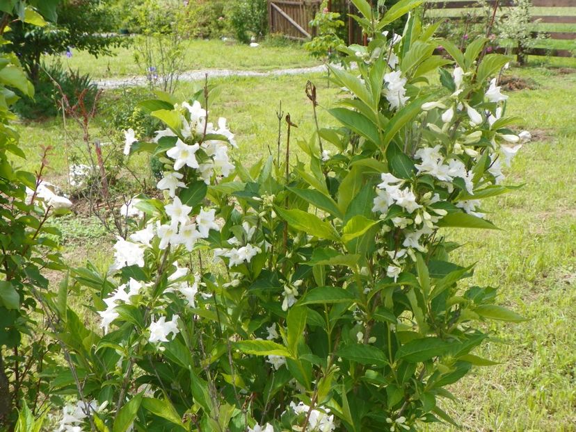weigela candida - Dobarland 2019 2