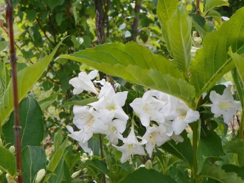 weigela candida - Dobarland 2019 2