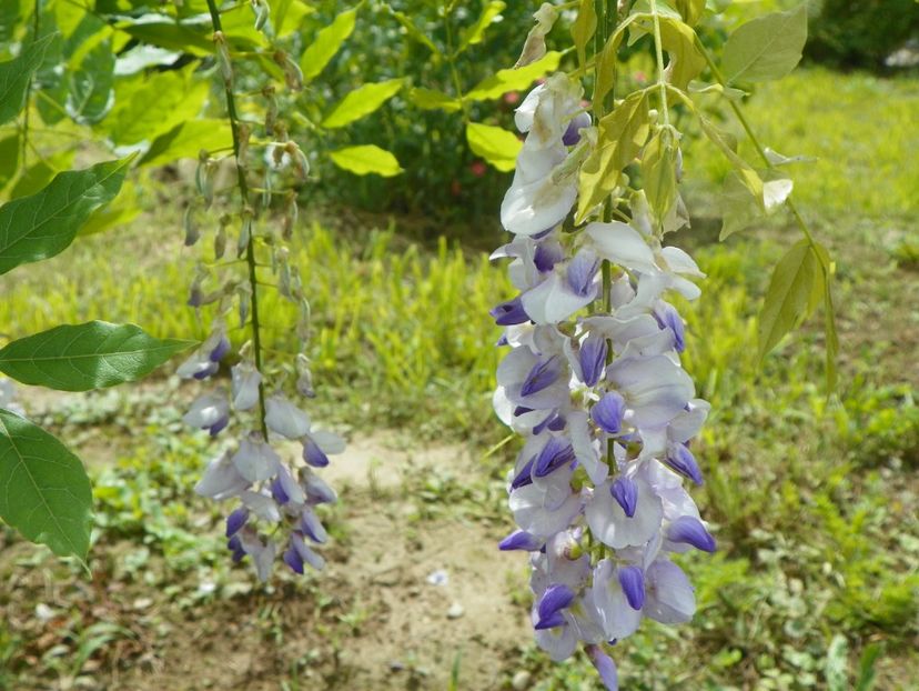 wisteria - Dobarland 2019 2