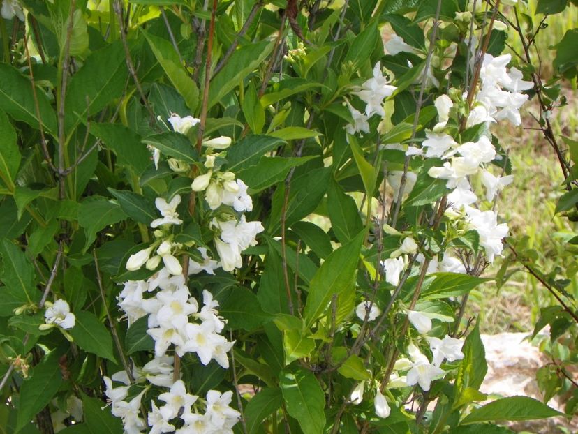 weigela candida - Dobarland 2019 2