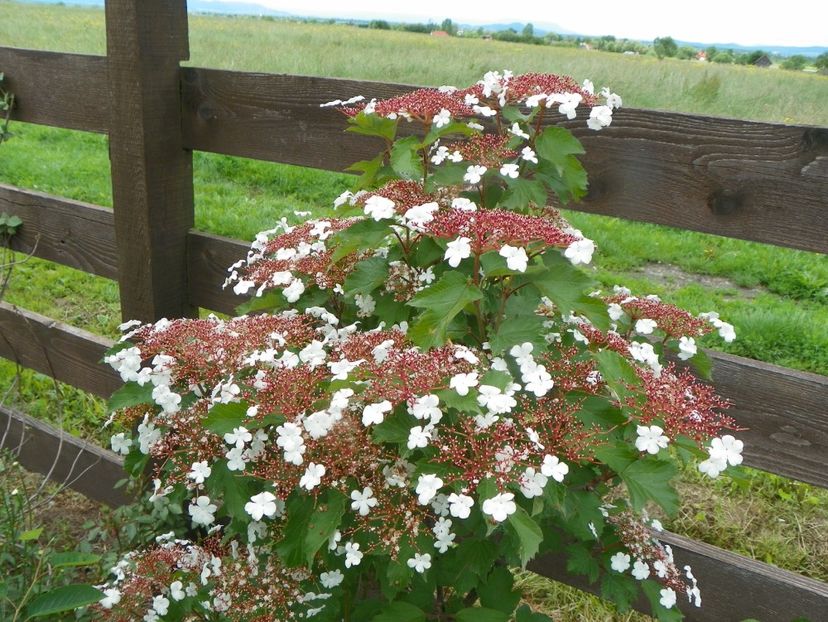 viburnum sargentii Onondaga - Dobarland 2019 2
