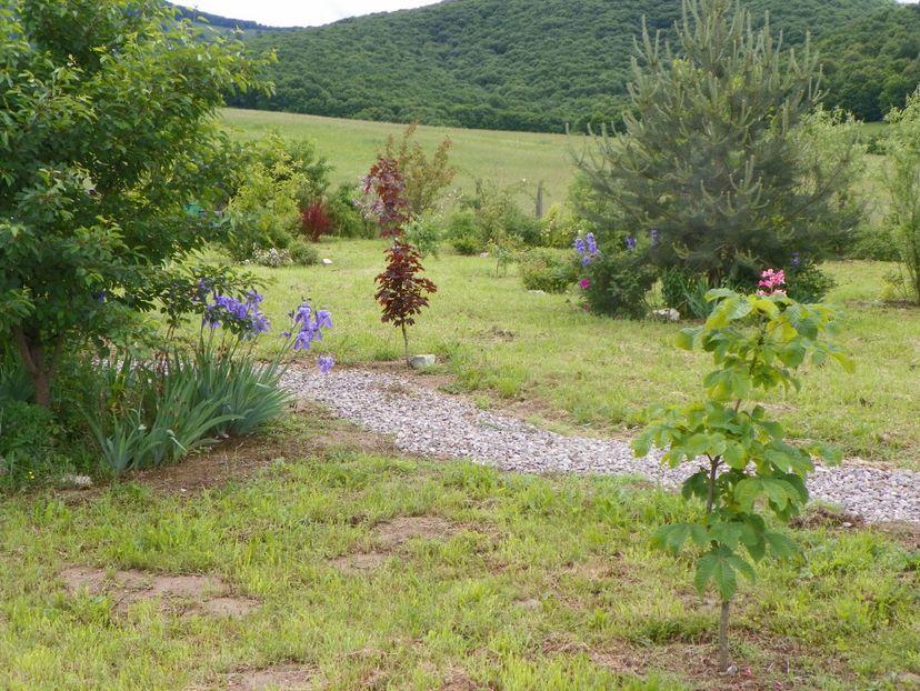 1 iun (217) - Dobarland 2019 2