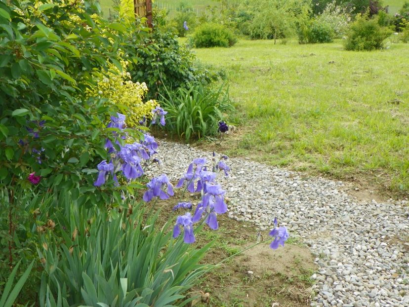 iris pallida - Dobarland 2019 2